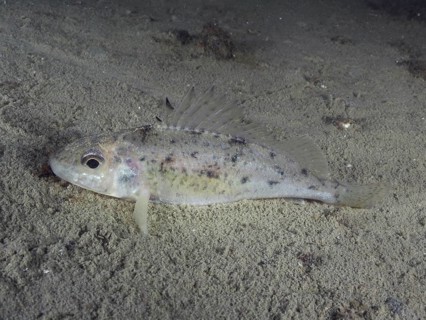 A ruffe (Gymnocephalus cernua) lying on a sandy lake bottom, dive site Schoggiwand, Lake Zurich,