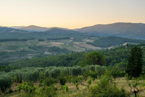 Tuscan landscape at sunrise, country estate with vineyards, forests, olive trees and cypresses in