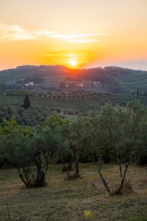 Tuscan landscape at sunset, country estate with olive trees in Chianti, Chianti Region, Tuscany,