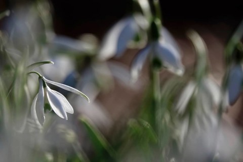 Snowdrops (Galanthus), February, Germany, Europe