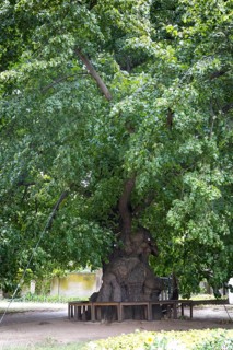 Very old summer lime tree (Tilia platyphyllos) in the churchyard of the Emmaus Church in Kaditz,