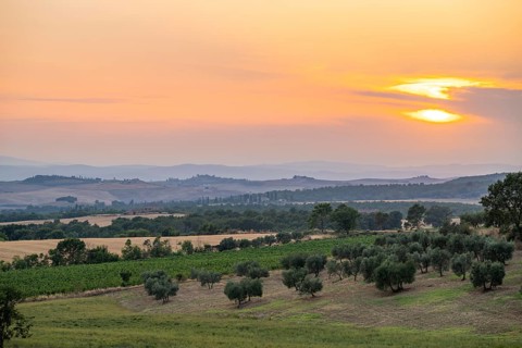 Tuscan landscape at sunset, country estate with olive trees and field, Tuscany, Italy, Europe