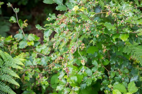 Leaves of beech (Fagus), infested by the beech gall midge (Mikiola fagi), a species of gall midge