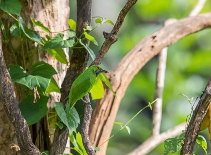 Golden-fronted Leafbird (Chloropsis aurifrons), Kaeng Krachan National Park, Thailand, Asia