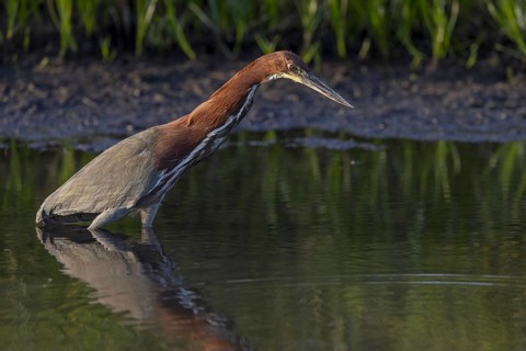 Marbled heron (Tigrisoma lineatum), standing in the water, Pantanal, Brazil, South America