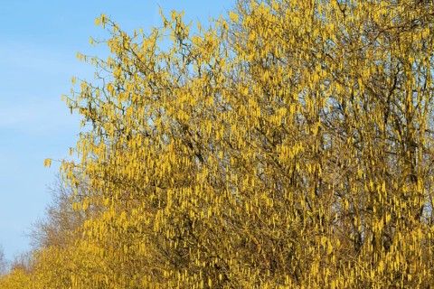 Common hazel (Corylus avellana) also known as hazel bush or hazelnut bush, male, yellow
