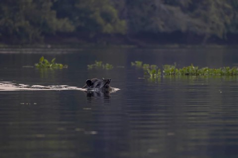 Lowland tapir (Tapirus terrestris), swimming in the river, Rio Claro, Pantanal, Brazil, South