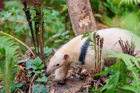A southern tamandua (Tamandua tetradactyla), walks through the dense undergrowth of a forest