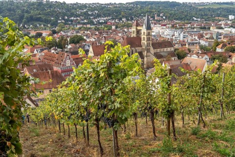 View over a vineyard to Esslingen with the parish church of St Dionys, Esslingen am Neckar,