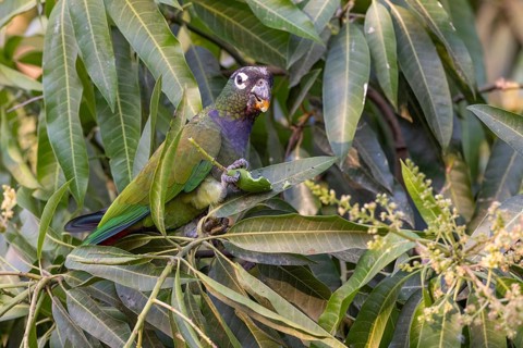 Maximilian parrot (Pionus maximiliani), with fruit, Pantanal, Brazil, South America