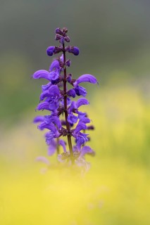 Meadow sage (Salvia pratensis), single flower candle, in yellow field mustard (Sinapis arvensis),