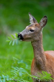 Roe deer (Capreolus capreolus), doe eating leaves of a rowan, mountain ash (Sorbus aucuparia),