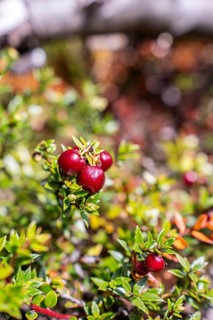 Wild berries, Pampa Alta hiking trail, Tierra del Fuego National Park, National Route 3, Ushuaia,