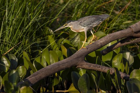 Mangrove heron (Butorides striata), on branch, Pantanal, Brazil, South America