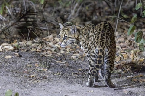 Ocelot (Leopardus pardalis), on the ground, Pantanal, Brazil, South America