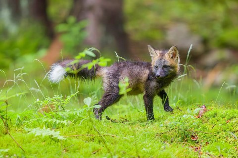 One young silver fox (Vulpes vulpes) exploring the surrounding of its den on the mossy forest floor