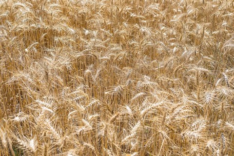 Grain field with ripe ears of wheat (triticum) in front of a blue sky, Riesa, Saxony, Germany,