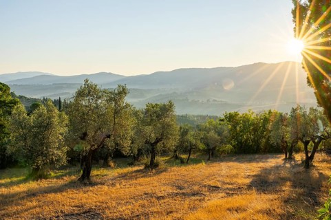 Olive trees growing in the tuscan landscape at sunrise, Chianti Region, Tuscany, Italy, Europe