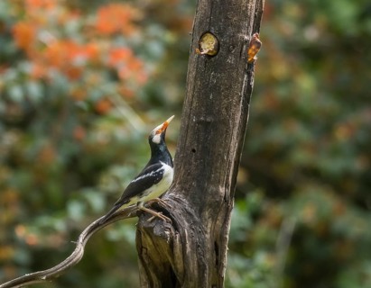Magpie Starling (Gracupica contra), Kaeng Krachan National Park, Thailand, Asia