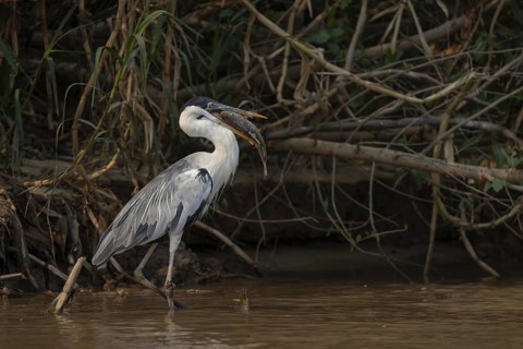 Cocoirei heron (Ardea cocoi), with fish, Rio Claro, Pantanal, Brazil, South America