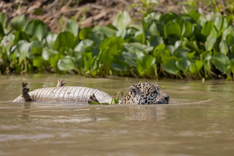 Jaguar (Panthera onca) with dead spectacled caiman (Caiman yacare), swimming in water Tree trunk,