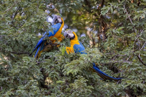 Yellow-breasted Macaw (Ara ararauna), 2 specimens, Pantanal, Brazil, South America