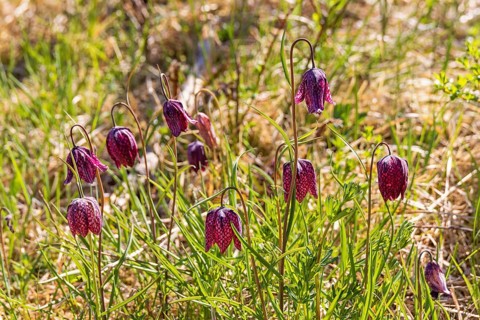 Flowering Snake's head fritillary (Fritillaria meleagris) on a meadow a sunny spring day