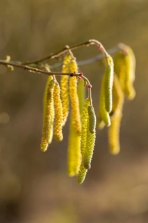 Common hazel (Corylus avellana) also known as hazel bush or hazelnut bush, male, yellow