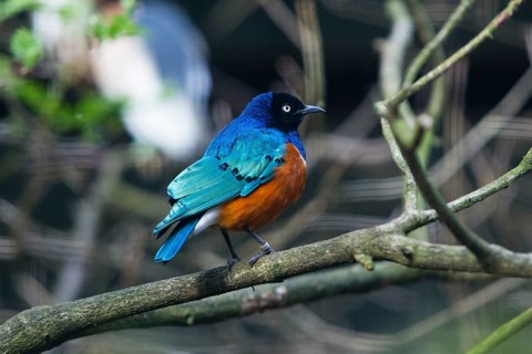 Superb Starling (Lamprotornis superbus), adult male bird, perched on a branch, native to Africa,