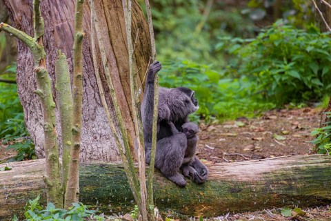 A female silvery gibbon (Hylobates moloch), or Javan gibbon sits with her baby in her arms on a