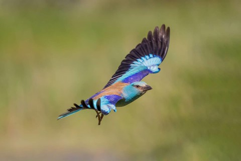 European Roller (Coracias garrulus), in flight, Danube Delta, Romania, Europe