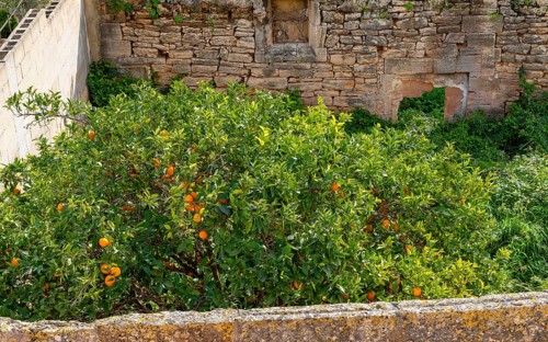Backyard with small garden, Alcudia, Balearic Islands, Majorca, Spain, Europe