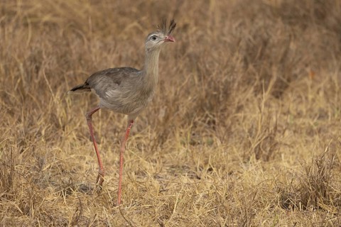Red-footed seriema (Cariama cristata), grass savannah, Pantanal, Brazil, South America