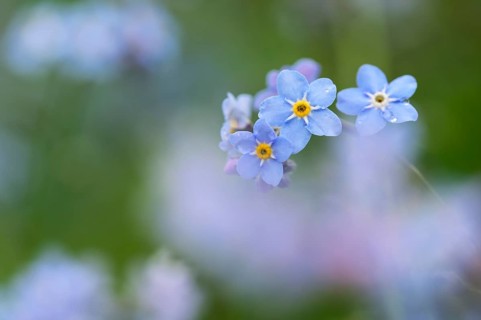 Forest forget-me-not (Myosotis sylvatica), flowers, Oberhausen, Ruhr area, North Rhine-Westphalia,