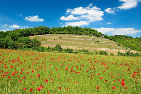 Landscape in the Saale valley near Naumburg in spring, in front a green field with red poppies,