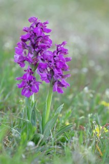 Green-winged orchid (Anacamptis morio), two inflorescences next to each other in a meadow,