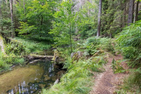 Hiking trail along the Kirnitzsch river in the Kirnitzschtal valley, Sebnitz, Saxon Switzerland,