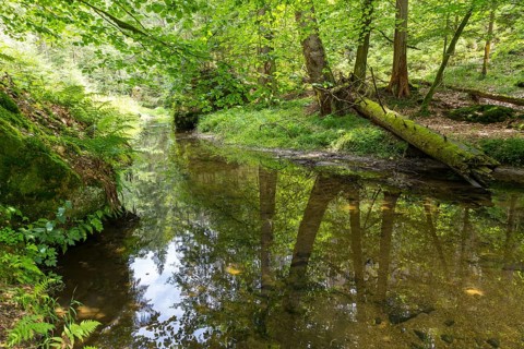 Kirnitzsch in the Kirnitzsch Valley, Sebnitz, Saxon Switzerland, Saxony, Germany, Europe