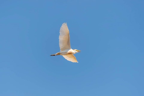Western cattle egret (Ardea ibis) flying in a blue sky, Tuscany, Italy, Europe