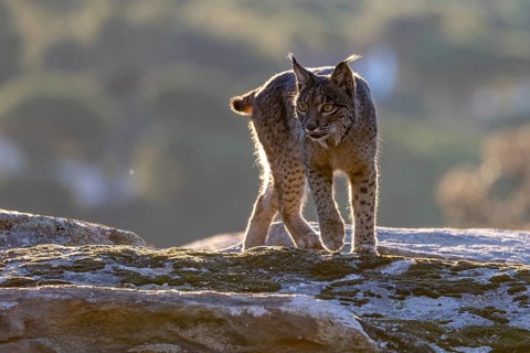 Lynx pardinus, male, running over stone, backlight, background far away, Sierra de Andujar,