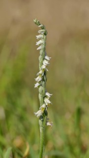 Autumn helleborine (Spiranthes spiralis), autumn helleborine, small orchids, very rare, flowering