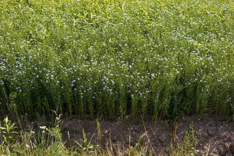 Flax field, flax (Linum) in bloom in a field near Hirschstein, Saxony, Germany, Europe