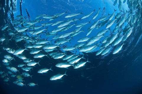 Shoal of bigeye mackerel (Caranx sexfasciatus) swimming in blue water forming a gyre, Pacific