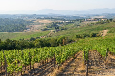 Tuscan landscape, country estate with vineyards, forests, olive trees and cypresses in Chianti,