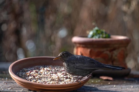 Blackbird (Turdus merula) fetching food from a flower bowl, Bavaria, Germany, Europe