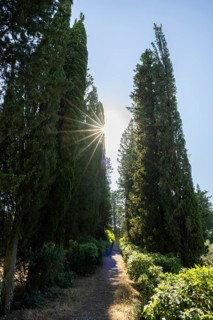 Cypress trees growing beside a little trail, Tuscan landscape, Chianti Region, Tuscany, Italy,