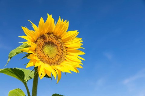 Blossom of a sunflower (Helianthus annuus) in front of a blue sky, Saxony, Germany, Europe