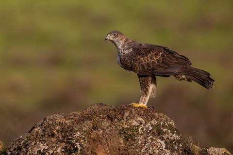 Bonelli's eagle (Aquila fasciata), on stone, Sierra Morena, Andalusia, Spain, Europe