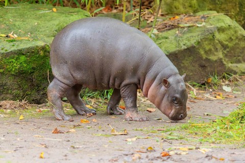 A baby pygmy hippopotamus (Choeropsis liberiensis) stands on a riverbank