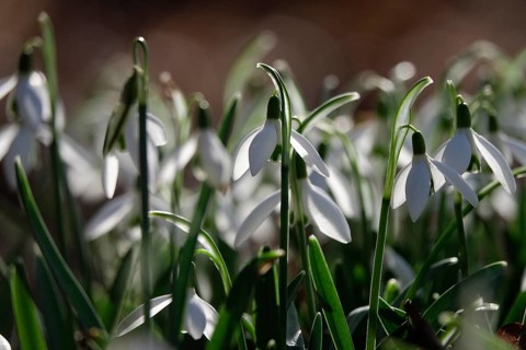 Snowdrops (Galanthus), February, Germany, Europe